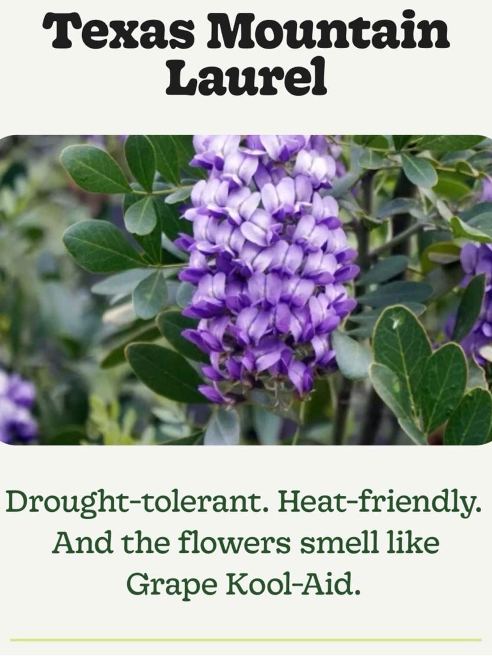 PURPLE TEXAS MOUNTAIN LAUREL FLOWER TREE SEEDS Sophora Secundiflora Mescal Bean